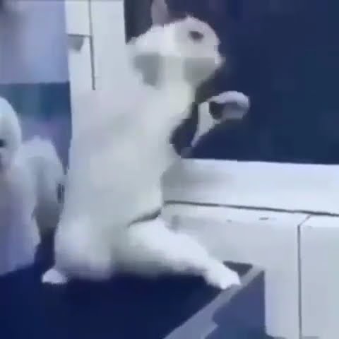 Video Kucing Joget DJ Salah Apa Aku Lucu