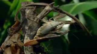 Magic Of The Animal Kingdom Praying Mantis