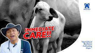 Part 2 DURING CALVING