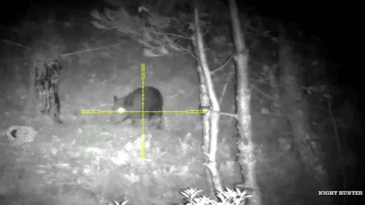 Hunting Wild Boar In The Night