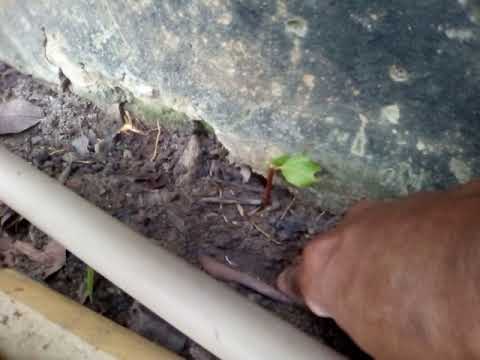 como faço minhas mudas de louro, 100/. de acerto, veja aí!! como faço minhas mudas de louro, 100/. de acerto, veja aí!!