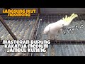 Masteran Burung Kakatua Medium Jambul Kuning Mp3 - Mp4 Download