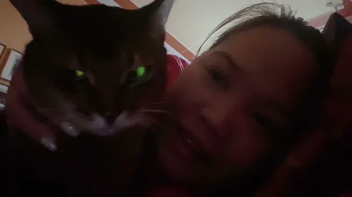 Watch the video about The green eyes Abyssinian Cat Abo..morning kulitan..#shortvideo #catlover #abyssinian