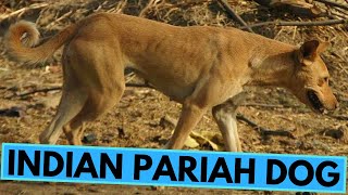 Indian Pariah Dogs  TOP 10 Interesting Facts
