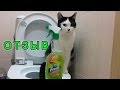Как отмыть запах кошачьей мочи и собачьей | Mr. Fresh Отзыв