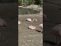 #flamingo #cleans #plays #elephant. #peacock #nature #animals #goodmorning
