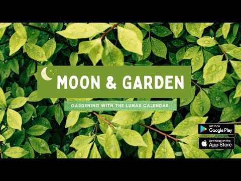 القمر والحديقة