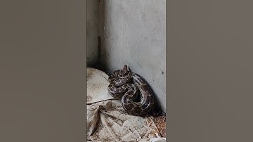 #Indian #Rock python snake Rescue subscribe my YouTube channel