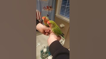 bird reacts to his own reflection in mirror its funny 😀