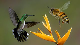 Seukuran Dengan Lebah, Inilah 10 Burung Terkecil Di Dunia‼️