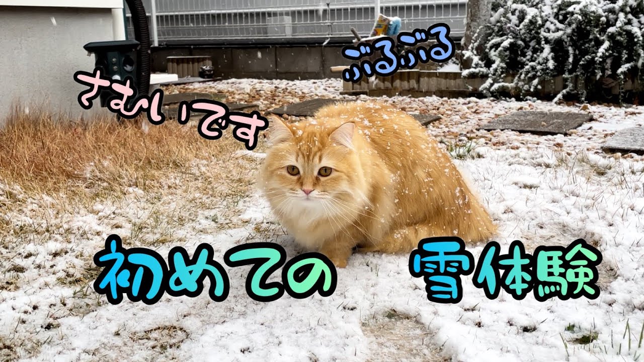 絶対に猫を怒らせてはいけない ことがわかる1枚の証明写真