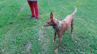 Pharaoh Hound Honey and her owner Mia having some fun. by Mia Molin 468 views 4 years ago 1 minute, 3 seconds