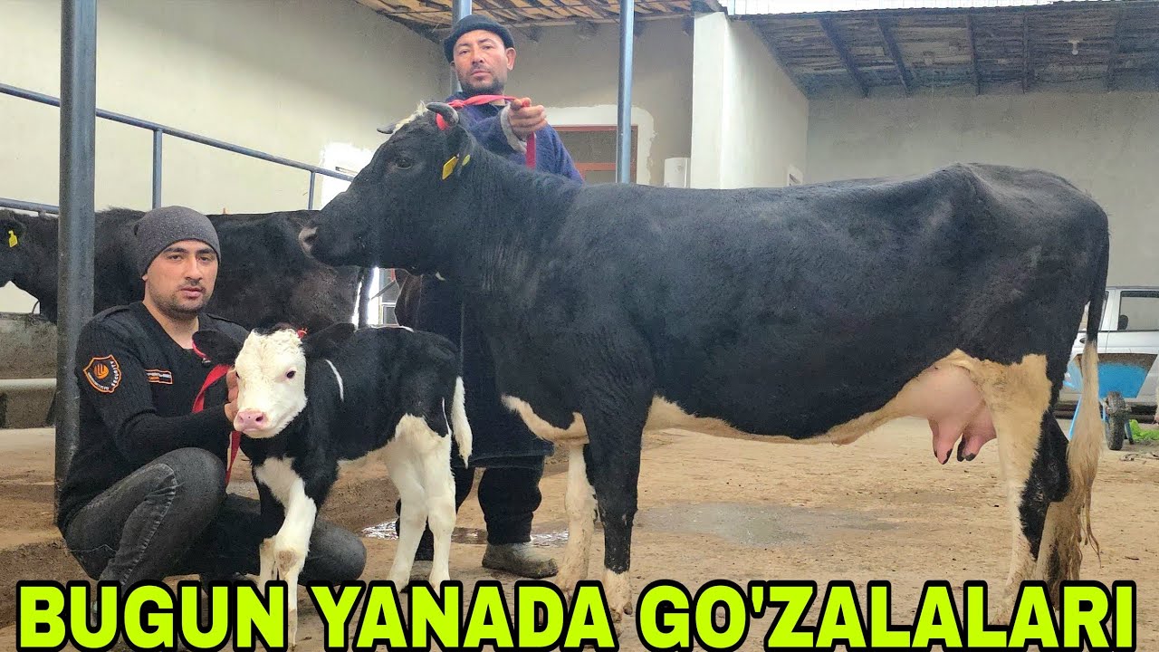 Ramziddin ukamizdan yangi partiya daxshat bo‘g‘ozlar va lider ona bola sigirlar 5-mart, 2026