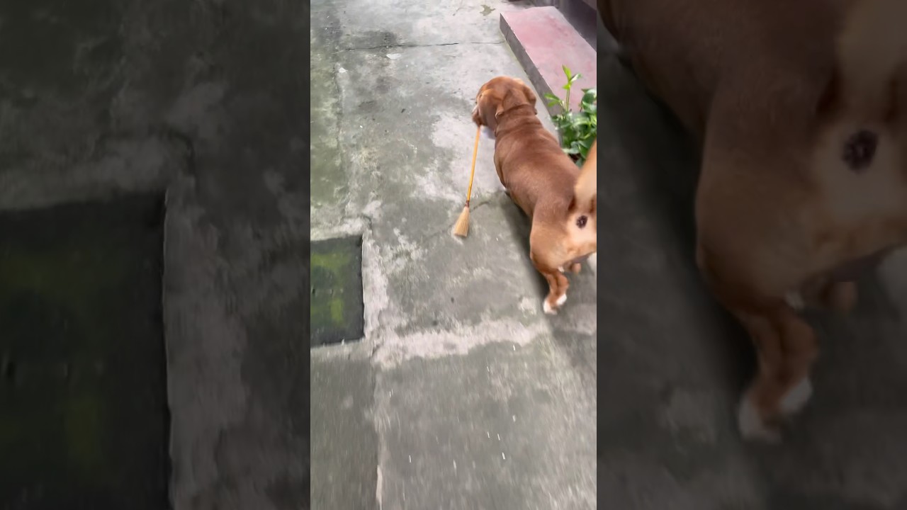 Beagle Dog Tries to Clean 🧹🐶 Funny Puppy Holding a Broom - Hilarious & Cute Toby Lifestyle Video