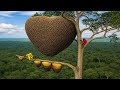 UNBELIEVABLE!  Giant Beehive Collected from the Tallest Tree - Honey Harvesting
