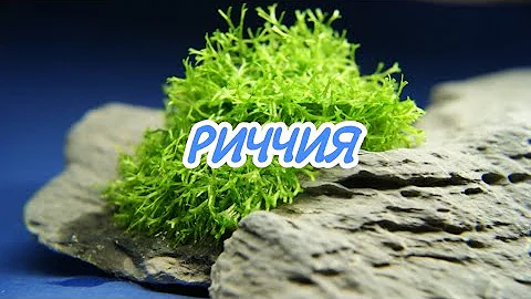 РИЧЧИЯ. СОДЕРЖАНИЕ В АКВАРИУМЕ.