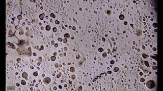 R4 botanical extract: crystalline sonography - crystallizing waveforms
