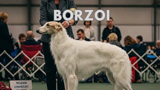 The Art Of Borzoi Capturing Canine Elegance