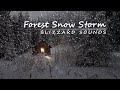 Forest Snow Storm Ambient | 3 Hours of Blizzard Sounds | Snowy Cabin