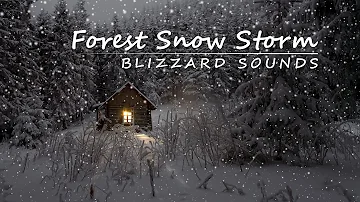 Forest Snow Storm Ambient | 3 Hours of Blizzard Sounds | Snowy Cabin