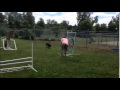 Watch Utah the dog use agility equipment designed by Kettering students Watch Utah the dog use agility equipment designed by Kettering students