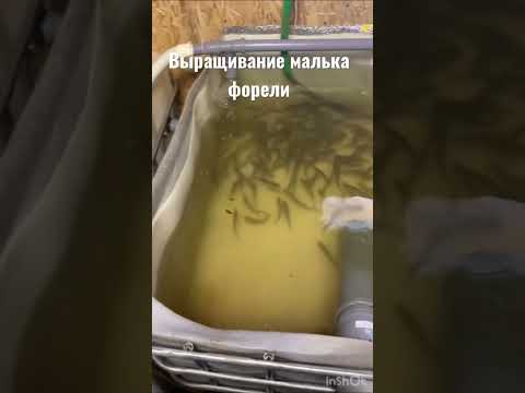 Купить Малька Форели В Тюменской Области