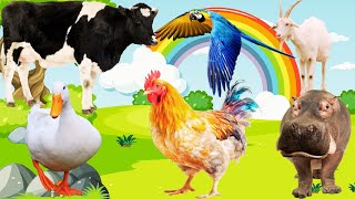 farm sound | beautiful animal sounds : duck sound, goat sound, chicken sound, cow sound, hippo sound