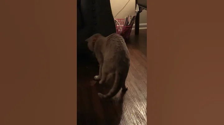 My cat playing with his food
