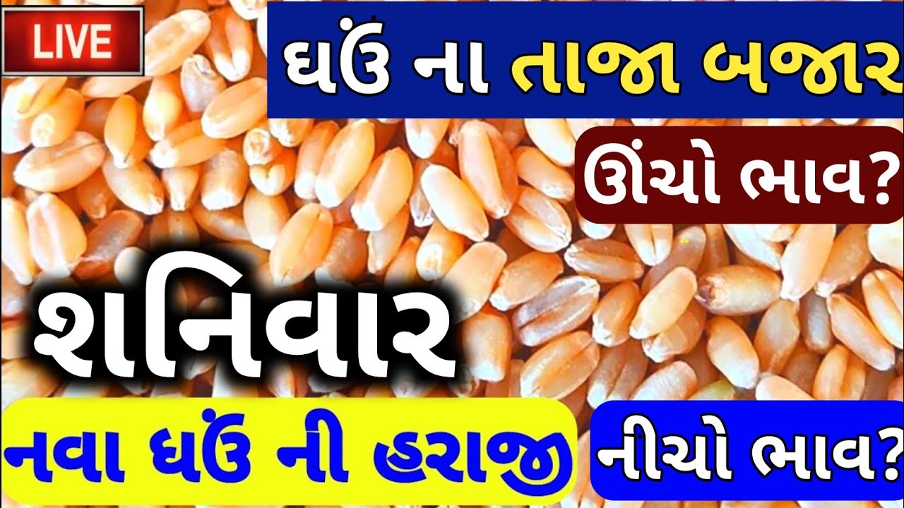 ghav na bhav | 13-05-2023 | live ઘઉં ના ભાવ 2023: | નવા ઘઉં ની હરાજી ...