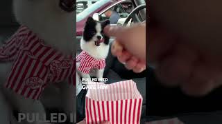 Taking my pup to a drive in movie 🍿 Huxley loved it! #pandapuppy #summerbucketlist #dogmom #cutepet