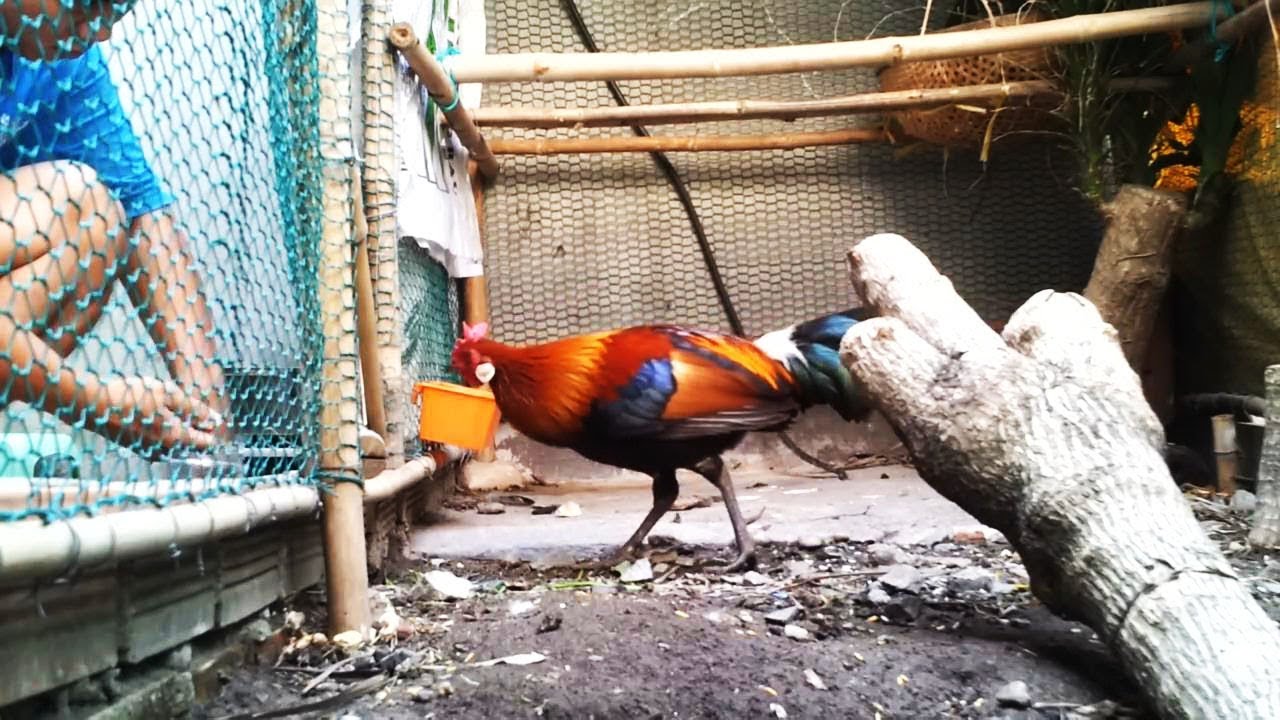 AYAM HUTAN JANTAN HASIL PASANG JERAT KINI HIDUP SEHAT 