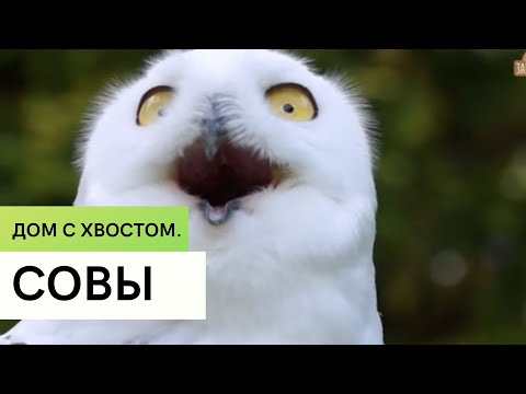 Совы \\ Содержание дома  \\ Дом с хвостом