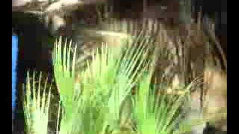 How to Make a Movie Slideshow With ASW Image to AVI Software