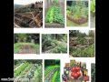 Organic Vegetable Garden Design - 2 Curvaceous Tips