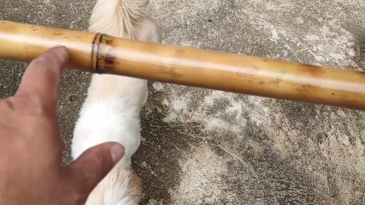 Boa noite mas um trabalho vara de bambu pra molinete no próximo vídeo vou ensinar desempenar