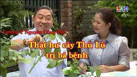 THẬT HƯ CÂY THÙ LÙ TRỊ BÁ BỆNH - Lương Y Nguyễn Công Đức