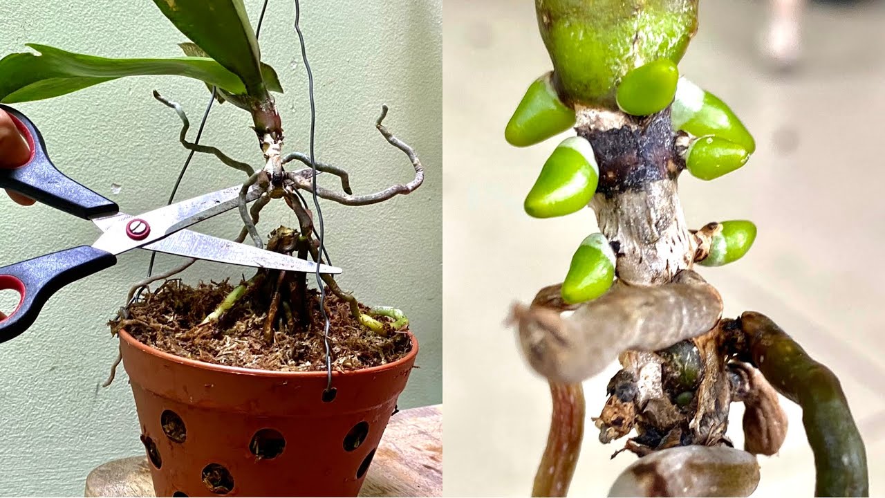 Se pueden cortar las raíces aéreas de las orquídeas