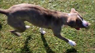 Meet Parker A Terrier American Staffordshire Currently Available For Adoption At Petango 329