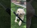 The Cutest Labrador Puppies Ever! (Pt. 1)