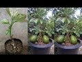 Ujjwal mitra how to avocado grafting tree v graftbuenas noticias para el injerto de un aguacate