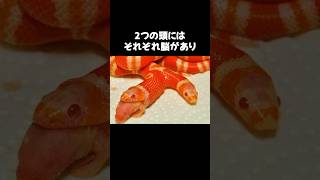 こんなヘビが生まれることはもう二度とないかも #動物 #雑学