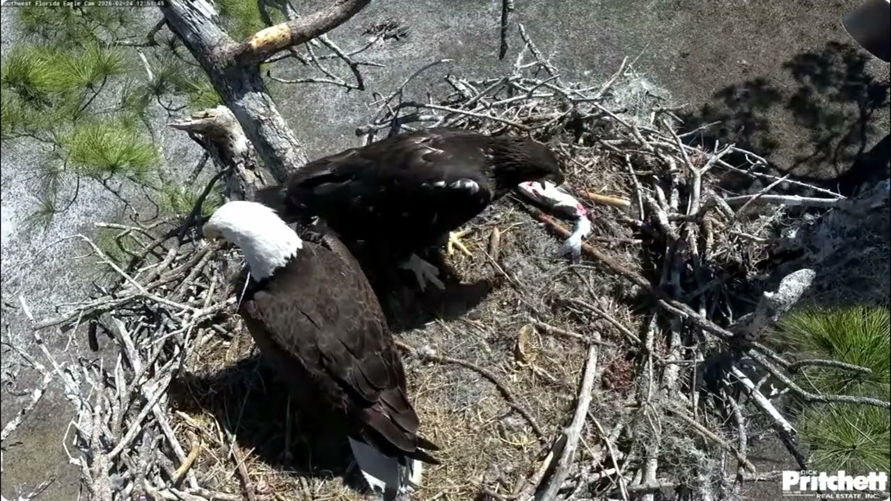 SWFL. Finally, breakfast fish F23 delivers to the nest at 12:42 🥰 / 2026-02-24