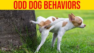 10 Odd Dog Behaviors And What They Actually Mean/ Amazing Dogs Wealth