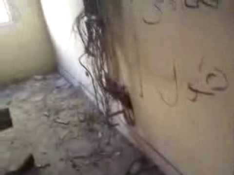 قسم المنتزة من الداخل بعد 25 يناير