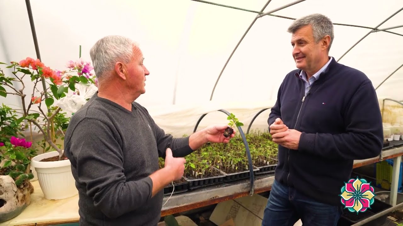 Cvetni kutak ep. 273 30.01.2025. Cimet, Aloe vera, bugenvilije, Dragiša Stamenković, Zobnatica