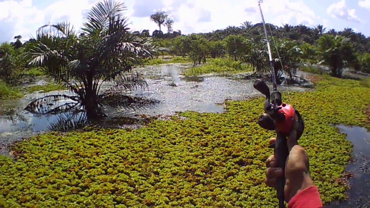 Strike Ikan Gabus Di Kebun Sawit Youtube