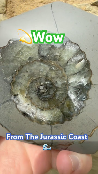 Fossil Ammonite Surprise!-A Jurassic 💎 Gem⁉️#beachfinds#ammonites#fossils