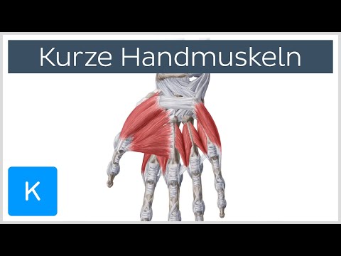 Video: Handmuskeln Anatomie, Funktionen & Diagramm - Körperkarten