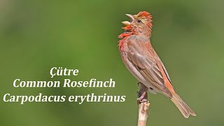 Çütre - Common Rosefinch - Carpodacus erythrinus