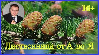 👉 #Лиственница от А до Я 🌲🌲🌲 #Стратификация семян 🌲 посев семян и правильная посадка в лесу.